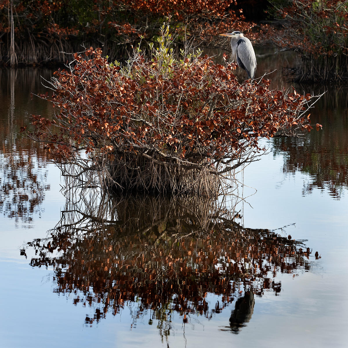 Great Blue Heron Mangrove
021826-615SQ : Critters : Will Dickey Florida Fine Art Nature and Wildlife Photography - Images of Florida's First Coast - Nature and Landscape Photographs of Jacksonville, St. Augustine, Florida nature preserves