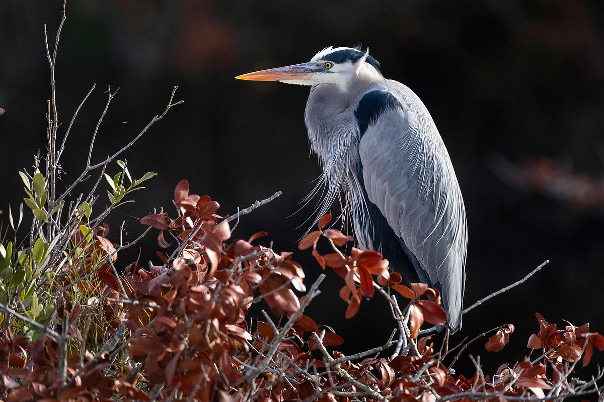 Great Blue Heron 
021826-513 : Critters : Will Dickey Florida Fine Art Nature and Wildlife Photography - Images of Florida's First Coast - Nature and Landscape Photographs of Jacksonville, St. Augustine, Florida nature preserves
