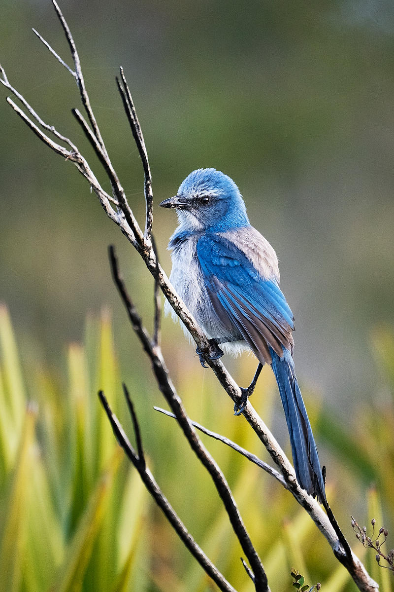 Florida Scrub Jay 
021826-65 : Critters : Will Dickey Florida Fine Art Nature and Wildlife Photography - Images of Florida's First Coast - Nature and Landscape Photographs of Jacksonville, St. Augustine, Florida nature preserves