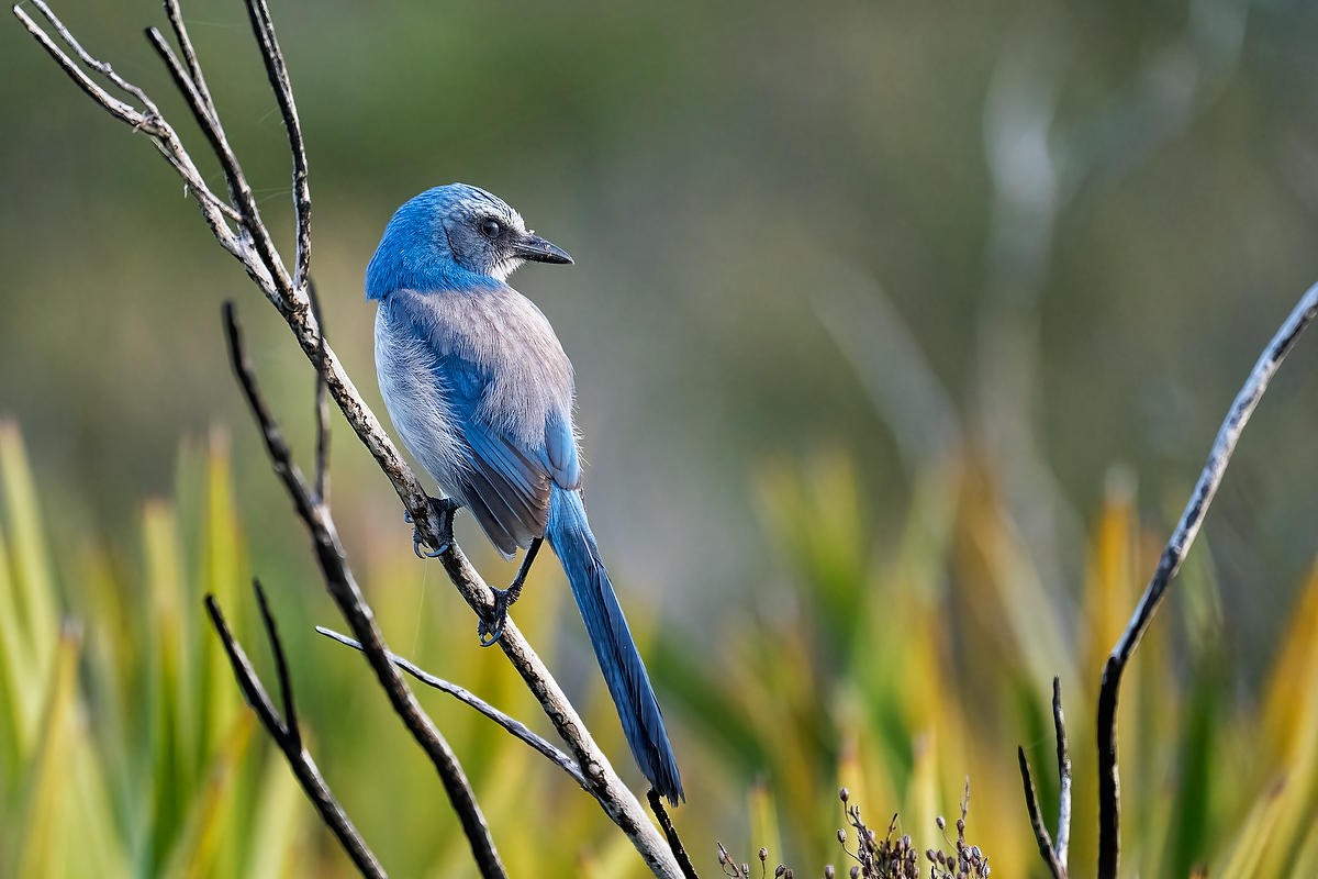 Florida Scrub Jay 
021826-116 : Critters : Will Dickey Florida Fine Art Nature and Wildlife Photography - Images of Florida's First Coast - Nature and Landscape Photographs of Jacksonville, St. Augustine, Florida nature preserves