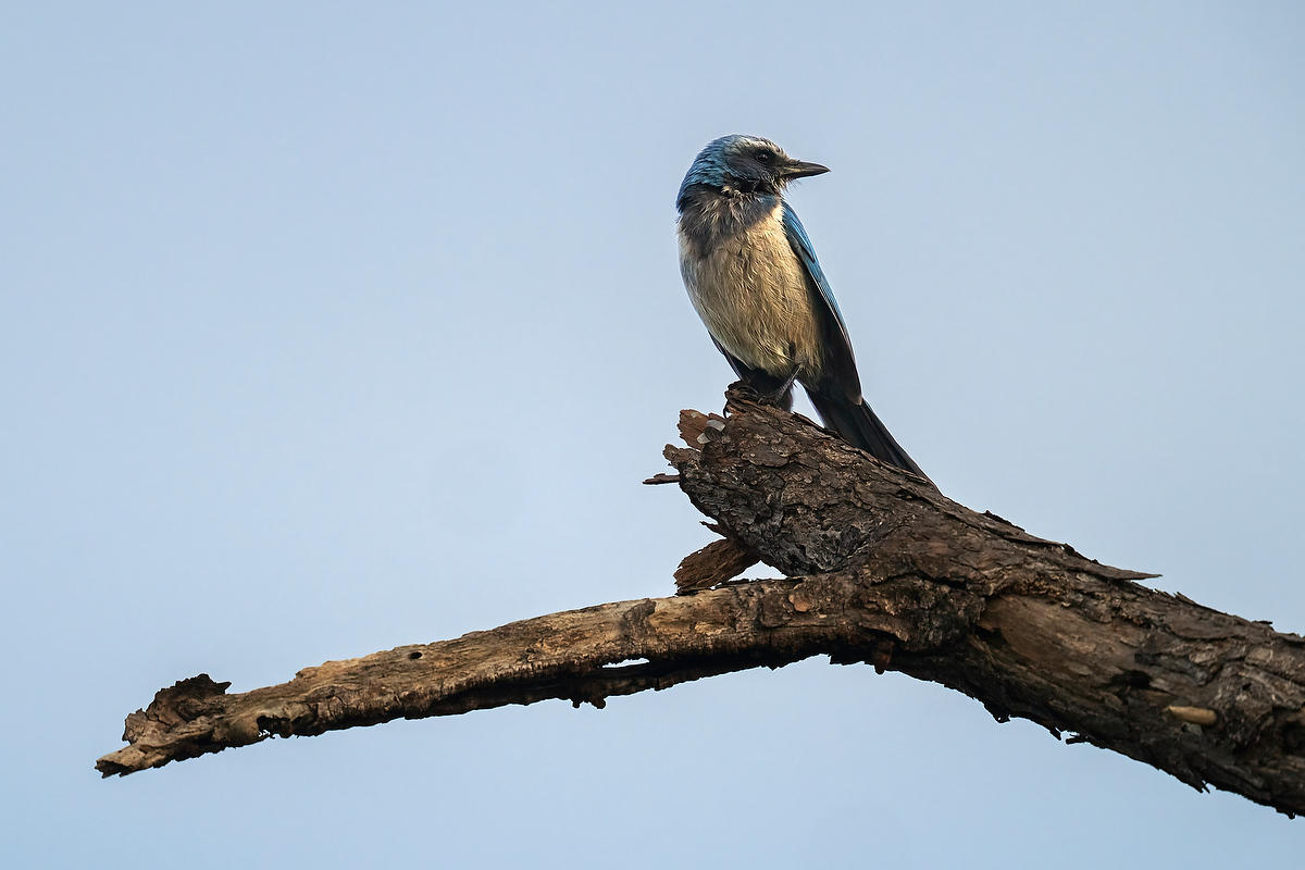 Florida Scrub Jay 
021826-386 : Critters : Will Dickey Florida Fine Art Nature and Wildlife Photography - Images of Florida's First Coast - Nature and Landscape Photographs of Jacksonville, St. Augustine, Florida nature preserves