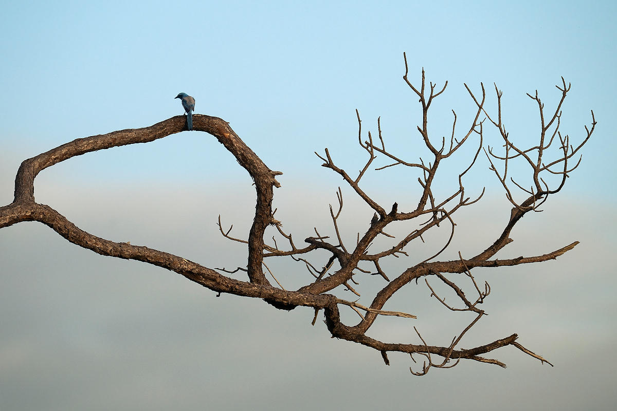 Florida Scrub Jay Pine 021826-191 : Critters : Will Dickey Florida Fine Art Nature and Wildlife Photography - Images of Florida's First Coast - Nature and Landscape Photographs of Jacksonville, St. Augustine, Florida nature preserves