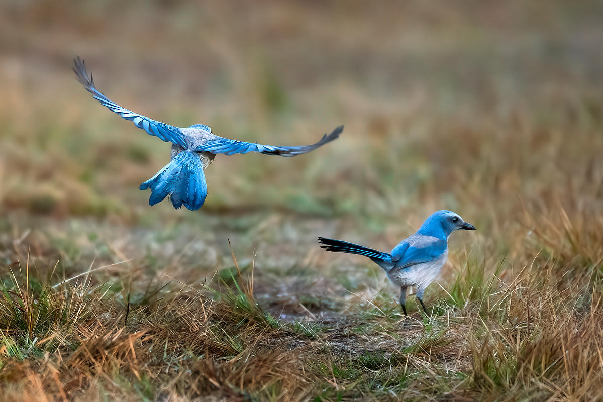 Florida Scrub Jays 
021826-120 : Critters : Will Dickey Florida Fine Art Nature and Wildlife Photography - Images of Florida's First Coast - Nature and Landscape Photographs of Jacksonville, St. Augustine, Florida nature preserves