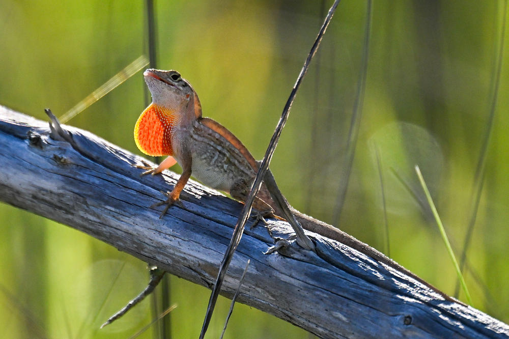 Brown Anole Lizard 
050526-994 : Critters : Will Dickey Florida Fine Art Nature and Wildlife Photography - Images of Florida's First Coast - Nature and Landscape Photographs of Jacksonville, St. Augustine, Florida nature preserves