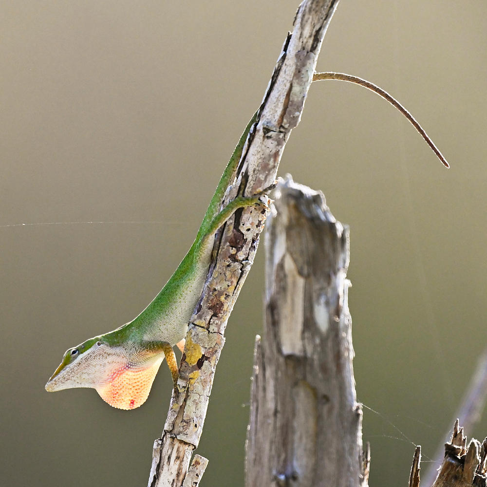 Green Anole Lizard 
050526-713 : Critters : Will Dickey Florida Fine Art Nature and Wildlife Photography - Images of Florida's First Coast - Nature and Landscape Photographs of Jacksonville, St. Augustine, Florida nature preserves