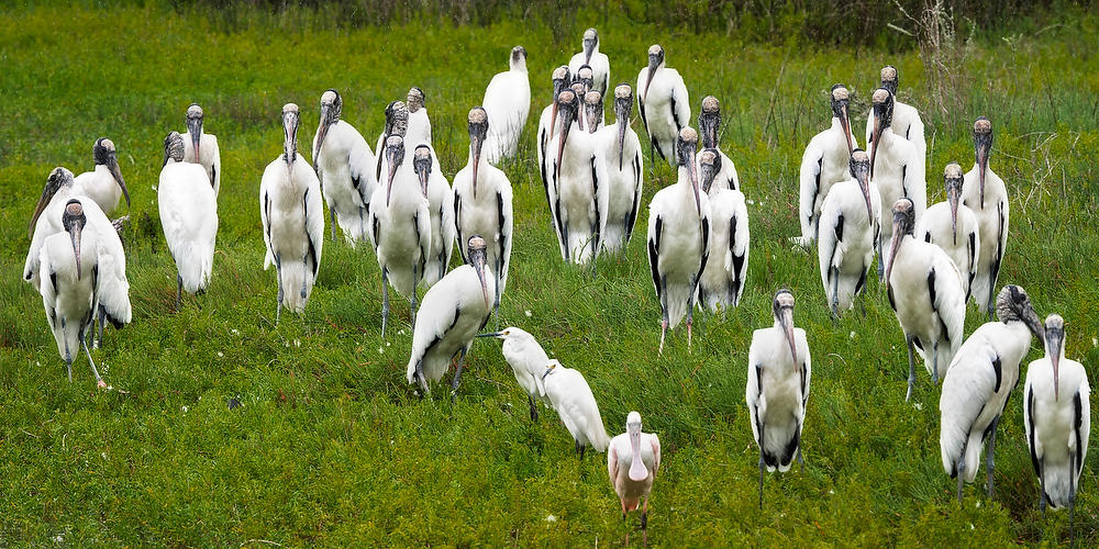 Wood Storks at Attention 
053026-368P : Critters : Will Dickey Florida Fine Art Nature and Wildlife Photography - Images of Florida's First Coast - Nature and Landscape Photographs of Jacksonville, St. Augustine, Florida nature preserves