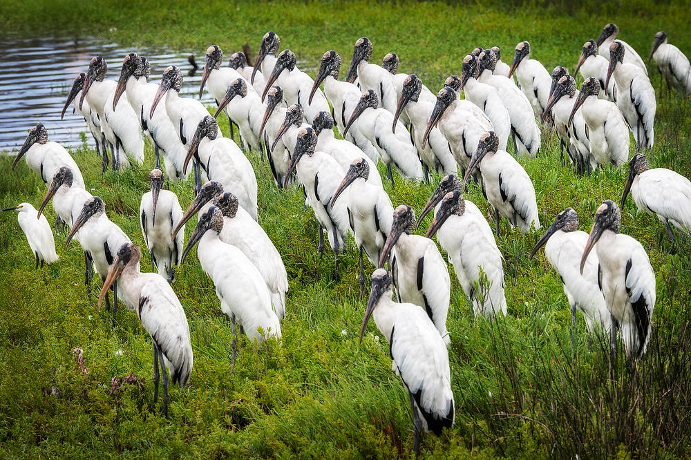 Wood Storks 
053026-456 : Critters : Will Dickey Florida Fine Art Nature and Wildlife Photography - Images of Florida's First Coast - Nature and Landscape Photographs of Jacksonville, St. Augustine, Florida nature preserves