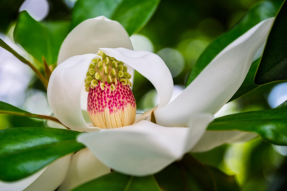 Magnolia Bloom 
051726-30 : Blooms : Will Dickey Florida Fine Art Nature and Wildlife Photography - Images of Florida's First Coast - Nature and Landscape Photographs of Jacksonville, St. Augustine, Florida nature preserves