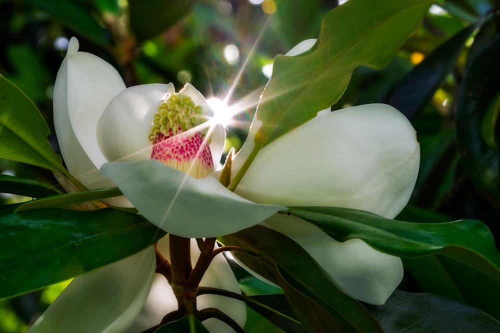 Magnolia Sunburst
05172 : Blooms : Will Dickey Florida Fine Art Nature and Wildlife Photography - Images of Florida's First Coast - Nature and Landscape Photographs of Jacksonville, St. Augustine, Florida nature preserves