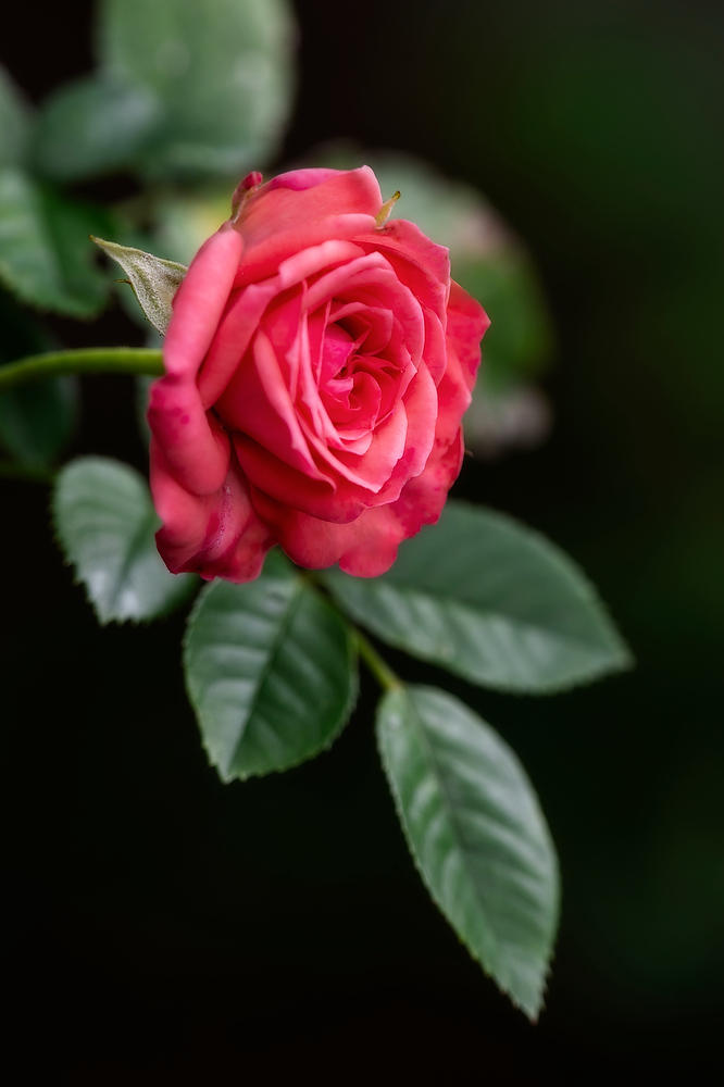 Rose Bloom 
050126-21 : Blooms : Will Dickey Florida Fine Art Nature and Wildlife Photography - Images of Florida's First Coast - Nature and Landscape Photographs of Jacksonville, St. Augustine, Florida nature preserves