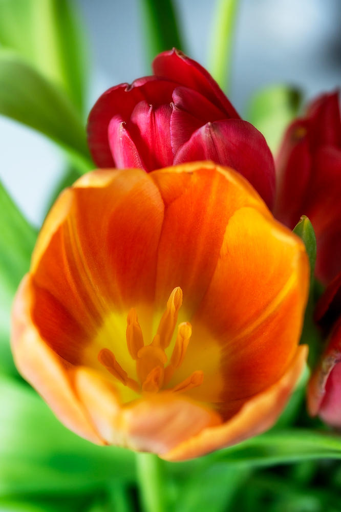 Tulips 
051026-139 : Blooms : Will Dickey Florida Fine Art Nature and Wildlife Photography - Images of Florida's First Coast - Nature and Landscape Photographs of Jacksonville, St. Augustine, Florida nature preserves