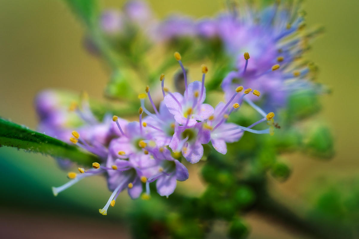 Beautyberry Bloom 
062026-40 : Blooms : Will Dickey Florida Fine Art Nature and Wildlife Photography - Images of Florida's First Coast - Nature and Landscape Photographs of Jacksonville, St. Augustine, Florida nature preserves