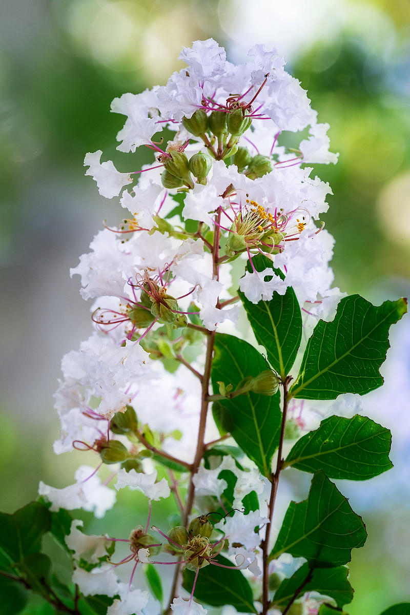 Crepe Myrtle 
062126-117 : Blooms : Will Dickey Florida Fine Art Nature and Wildlife Photography - Images of Florida's First Coast - Nature and Landscape Photographs of Jacksonville, St. Augustine, Florida nature preserves