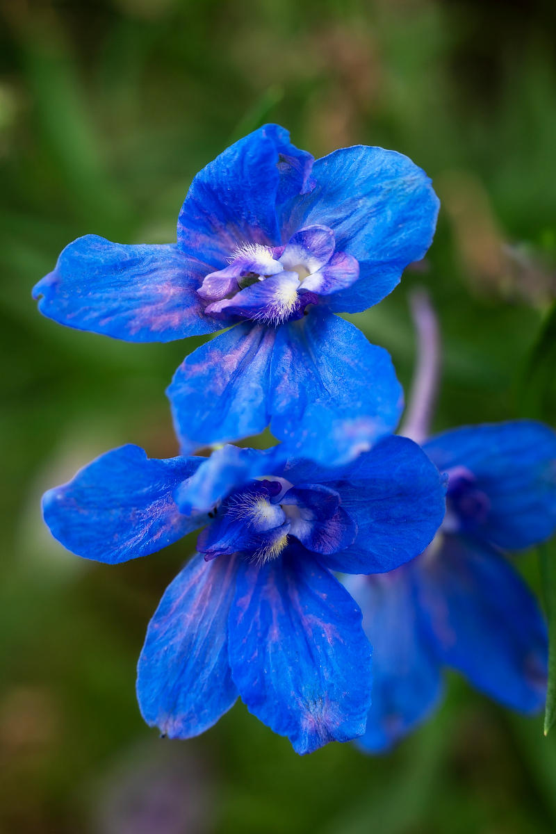 Larkspur
 050126-87 : Blooms : Will Dickey Florida Fine Art Nature and Wildlife Photography - Images of Florida's First Coast - Nature and Landscape Photographs of Jacksonville, St. Augustine, Florida nature preserves