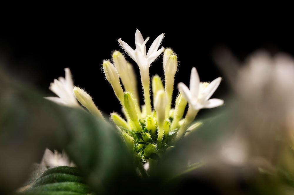 Egyptian Starcluster 
072126-16 : Blooms : Will Dickey Florida Fine Art Nature and Wildlife Photography - Images of Florida's First Coast - Nature and Landscape Photographs of Jacksonville, St. Augustine, Florida nature preserves