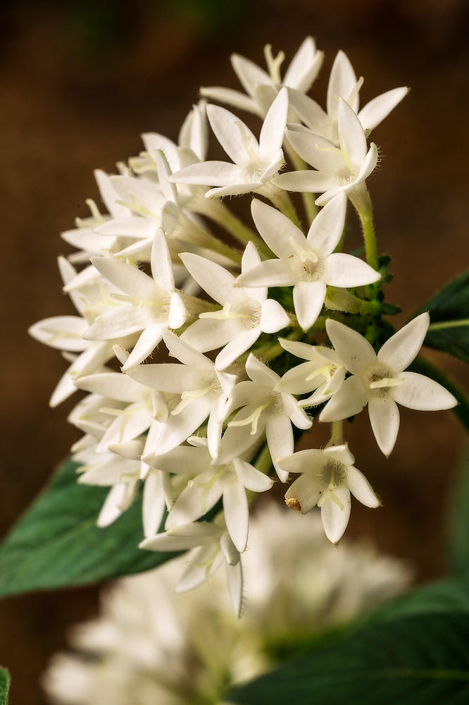 Egyptian Starcluster 
072626-58 : Blooms : Will Dickey Florida Fine Art Nature and Wildlife Photography - Images of Florida's First Coast - Nature and Landscape Photographs of Jacksonville, St. Augustine, Florida nature preserves
