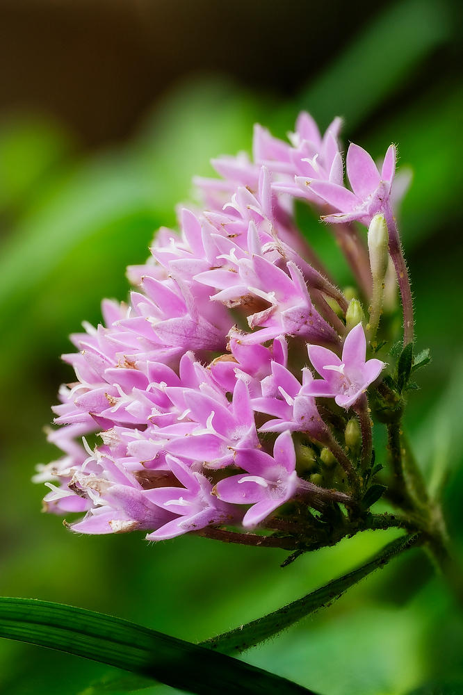 Egyptian Starcluster
072326-307 : Blooms : Will Dickey Florida Fine Art Nature and Wildlife Photography - Images of Florida's First Coast - Nature and Landscape Photographs of Jacksonville, St. Augustine, Florida nature preserves