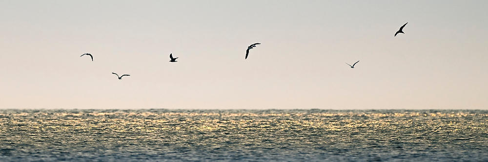 Gulls Fishing 
073026-782P : Beaches : Will Dickey Florida Fine Art Nature and Wildlife Photography - Images of Florida's First Coast - Nature and Landscape Photographs of Jacksonville, St. Augustine, Florida nature preserves