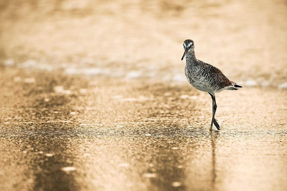 Jacksonville Beach Willet 073026-682 : Critters : Will Dickey Florida Fine Art Nature and Wildlife Photography - Images of Florida's First Coast - Nature and Landscape Photographs of Jacksonville, St. Augustine, Florida nature preserves