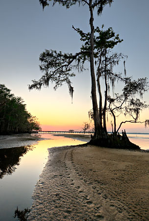 Colee Cove Tracks 
031009-206 : St. Johns River : Will Dickey Florida Fine Art Nature and Wildlife Photography - Images of Florida's First Coast - Nature and Landscape Photographs of Jacksonville, St. Augustine, Florida nature preserves